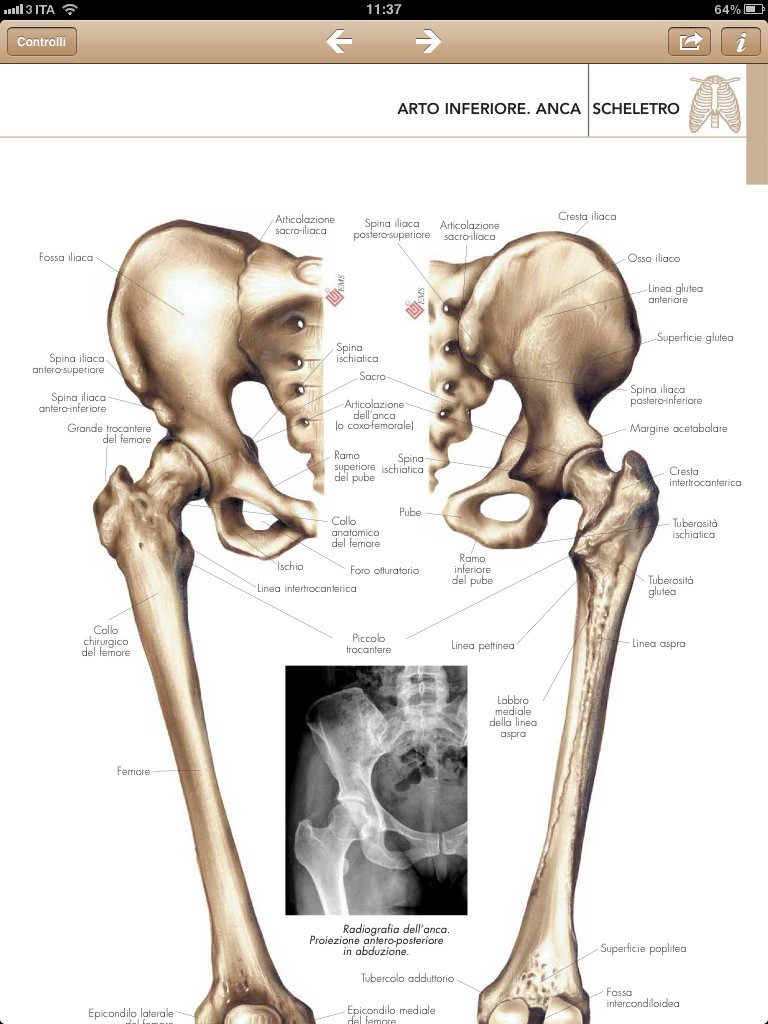 Atlante di Anatomia per iPad: la recensione